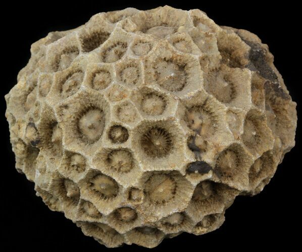 Fossil Coral (Lithostrotionella) Head - Iowa #45062